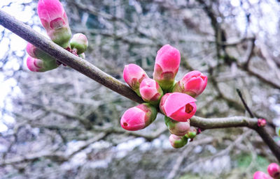 Close-up of pink flower on tree