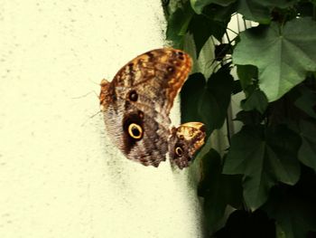 Close-up of insect on leaf