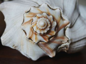 Close-up of seashell