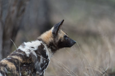 Side view of dog looking away on field