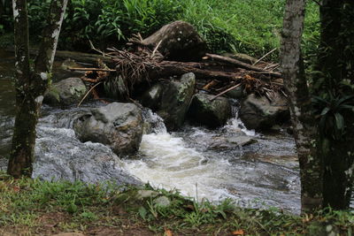 View of turtle in forest