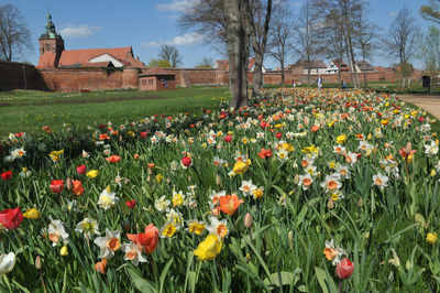 View of flowering plants and trees on field