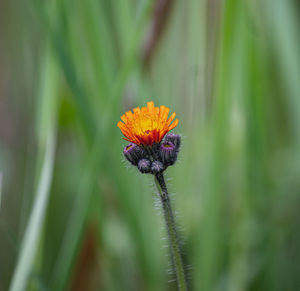 Close-up of honey bee on plant