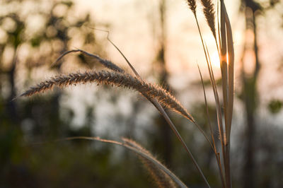 Close-up of grass on field against sky during sunset