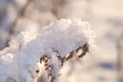 Close-up of frozen plant against sky