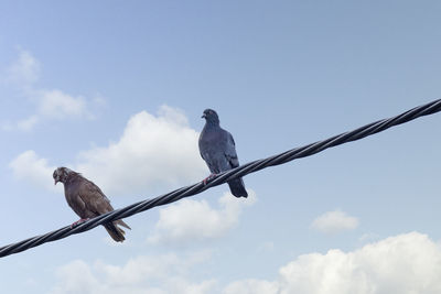 Low angle view of pigeons perching on cable against sky