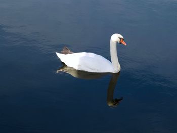 Swan swimming in lake