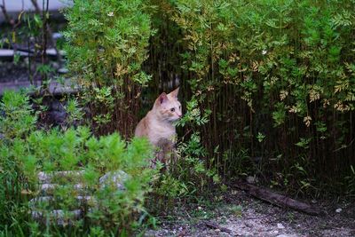 Portrait of a cat amidst plants