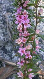 Close-up of pink flowers