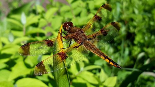 Close-up of dragonfly on plant