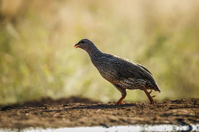 Close-up of bird perching on field