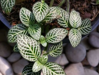 Close-up of succulent plant