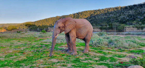 Elephant standing in field