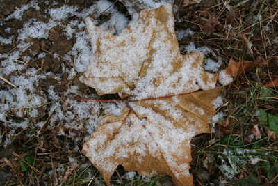 Close-up of snow on field in forest during winter