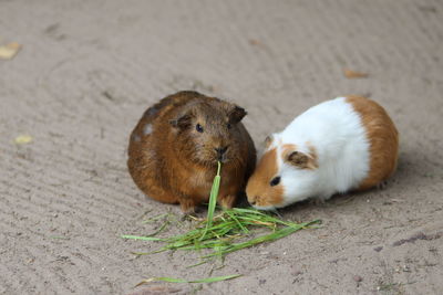 Guinea pig in a field