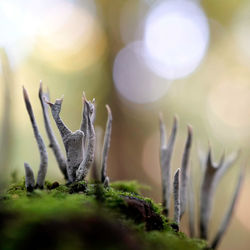Close-up of plants on field