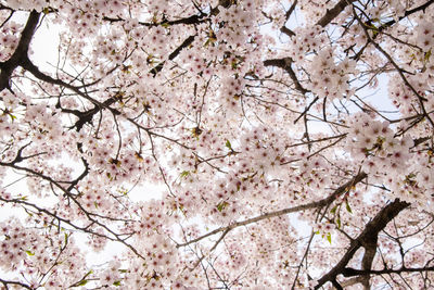 Low angle view of cherry blossoms in spring