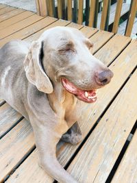Close-up of weimaraner relaxing on boardwalk