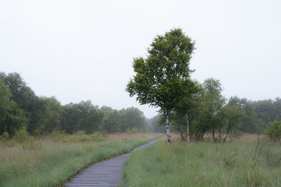 Footpath amidst trees against sky