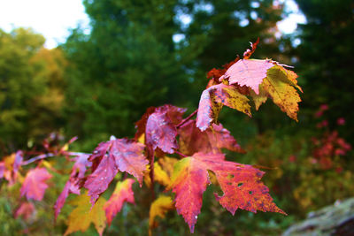 Close-up of maple leaves on tree