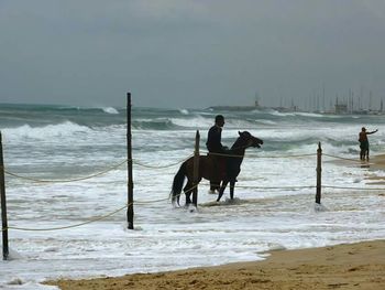 Dog in sea