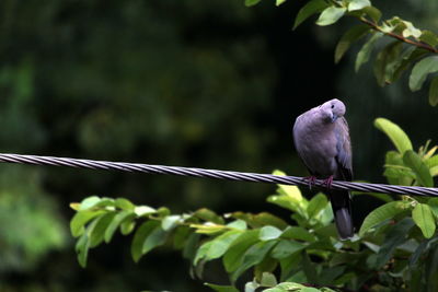 Close-up of bird perching on cable