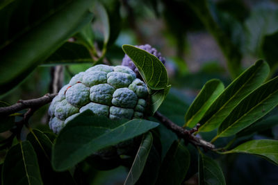 Close-up of berries growing on tree