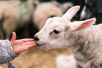Close-up of man with goat