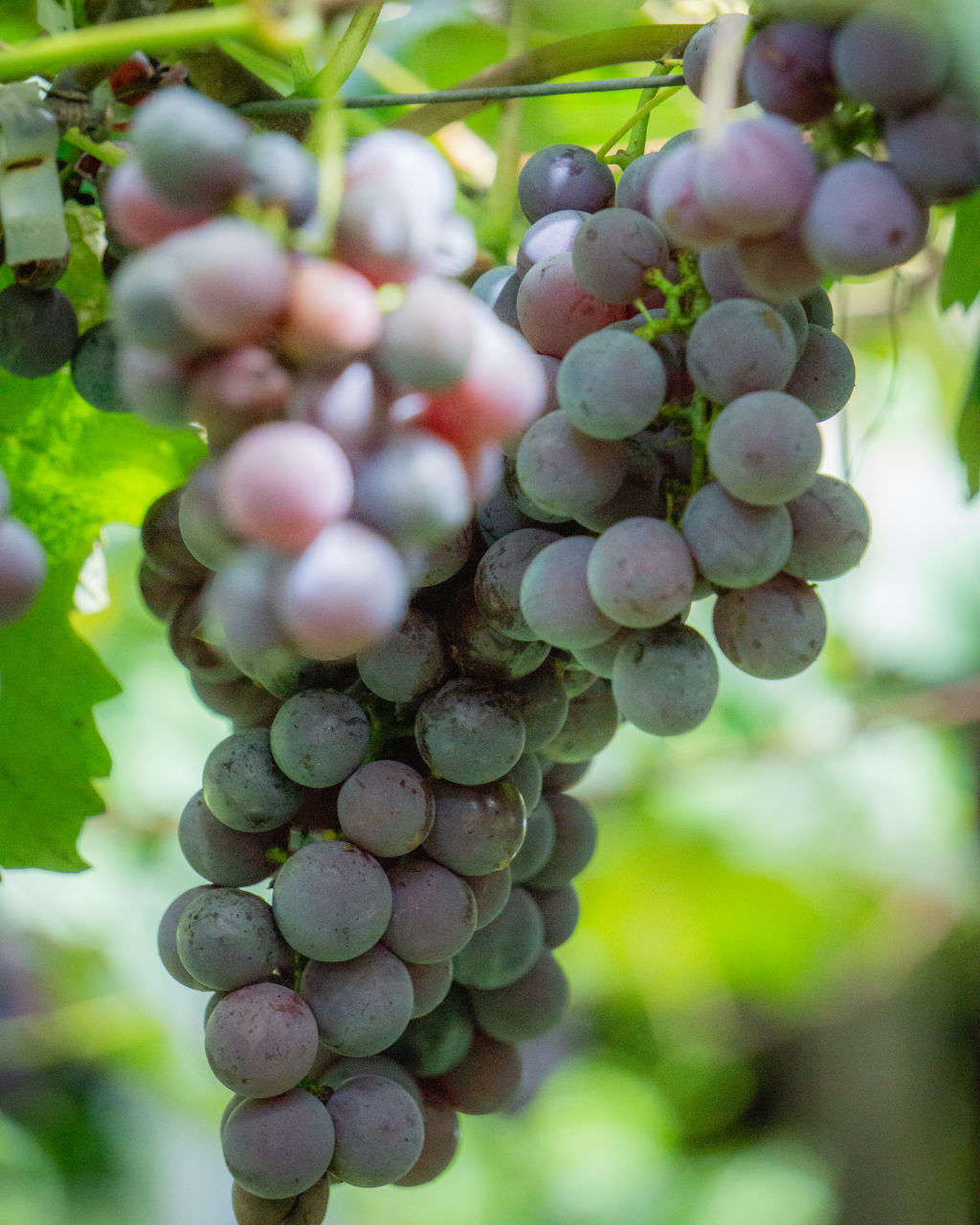 CLOSE-UP OF GRAPES IN VINEYARD