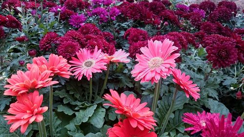 Pink flowers blooming outdoors