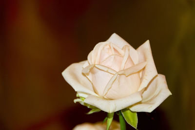 Close-up of rose against blurred background