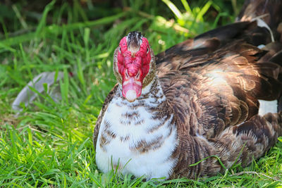 Close-up of a bird on field