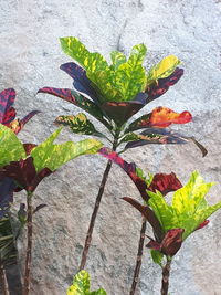 Close-up of flowering plant against wall