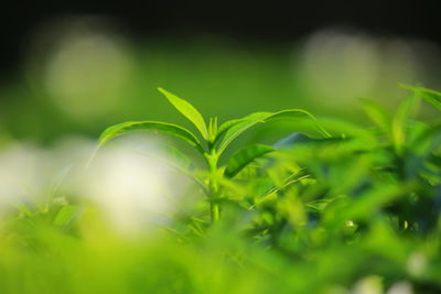 Close-up of plant growing on field