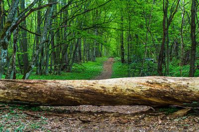 Scenic view of forest