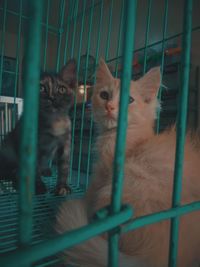 Portrait of cats in cage