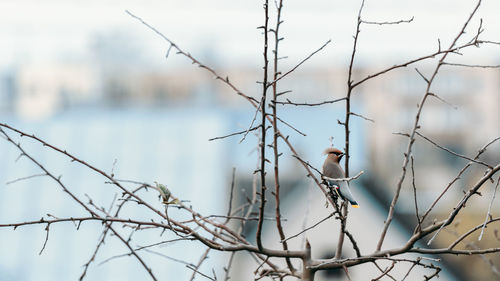 Bird perching on branch