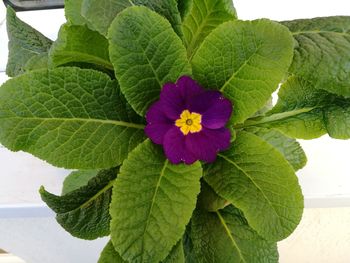 Close-up of flower blooming outdoors