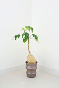 Close-up of potted plant on table against wall at home