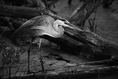 A blue heron stalks its prey during a late afternoon.