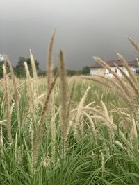 Close-up of wheat growing on field against sky