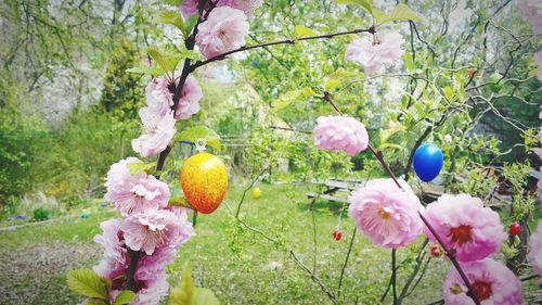 Close-up of flowers growing on tree