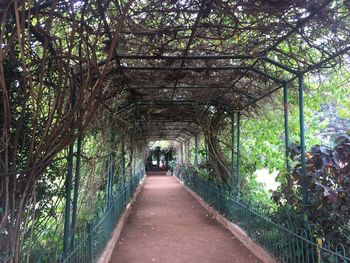 Footpath amidst trees in forest