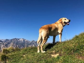 View of dog on field against mountain