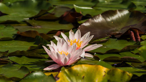 Close-up of lotus water lily in pond