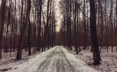 Panoramic view of trees in forest during winter