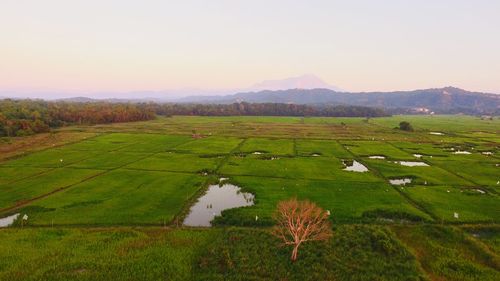 Scenic view of agricultural field against sky