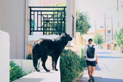 Full length of man walking while dog standing behind watching 