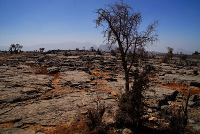 Bare trees on landscape against clear sky