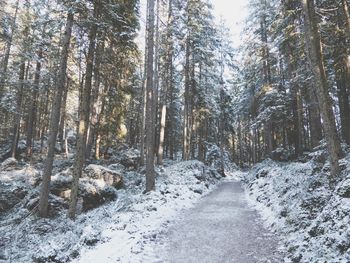 Snow covered road amidst trees in forest